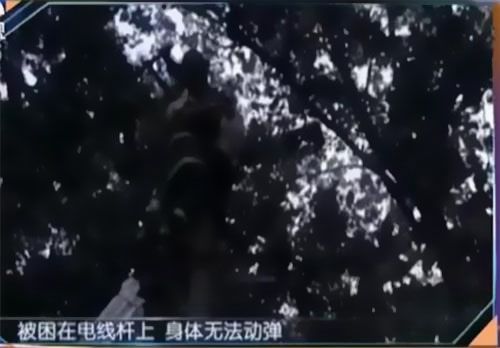 珠江電纜快訊|男子觸電被困，家屬怒斥消防員“帶電也得救”！